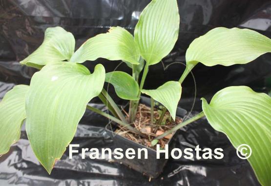 Hosta Leatherneck